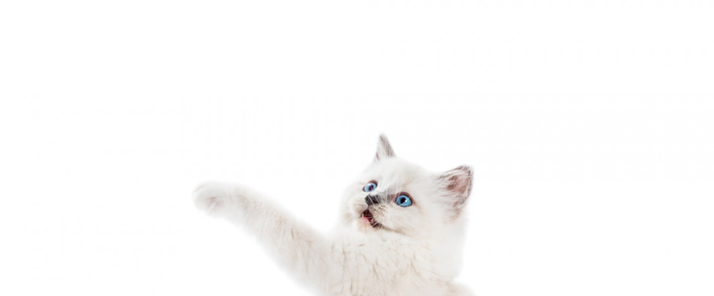 Add a Cat to Your Family Right Now